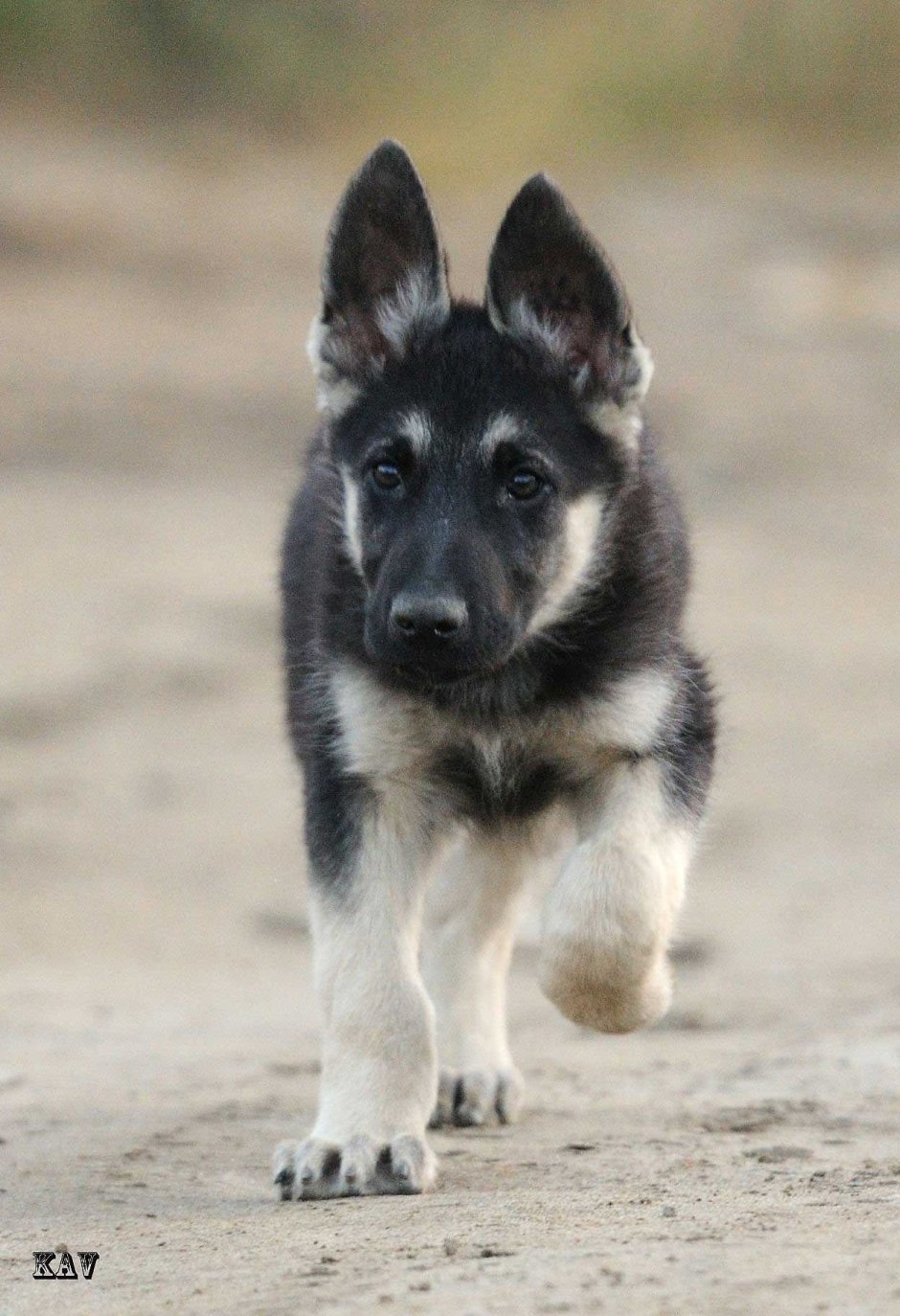Восточно европейская овчаркащенрк