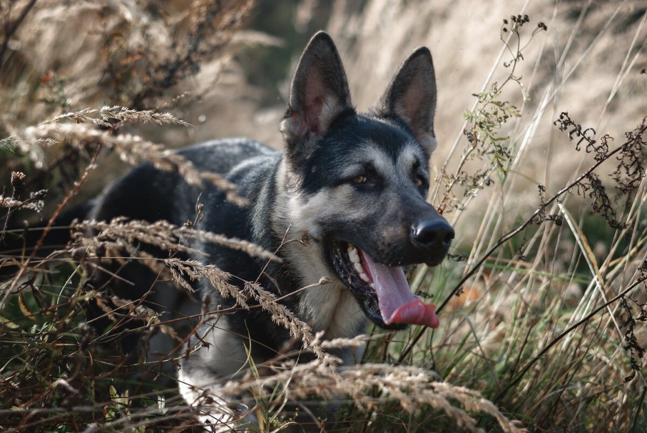 ВЕО Эстетика