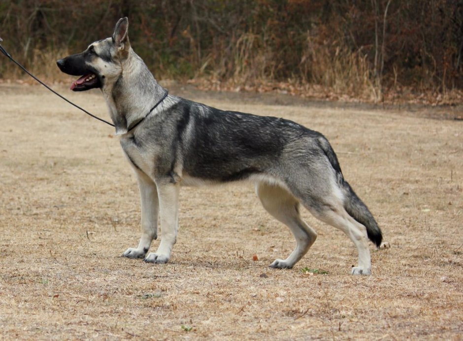 Зонарные Восточно европейские овчарки