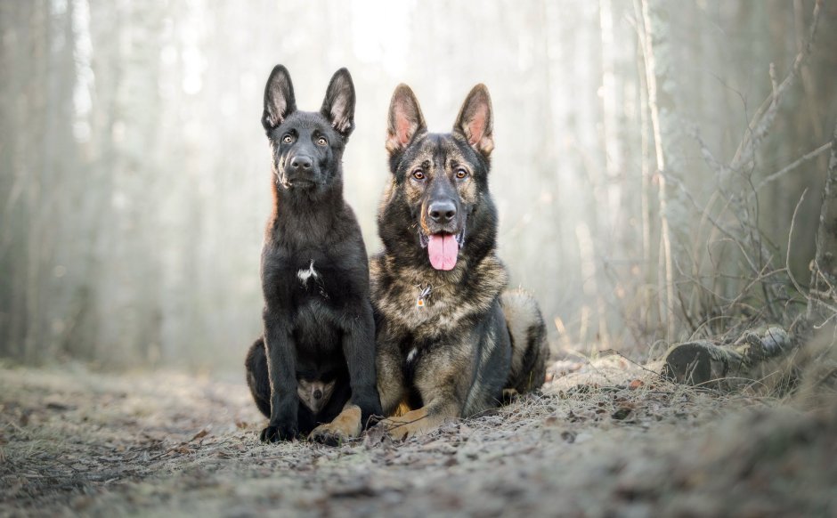 Малинуа собака