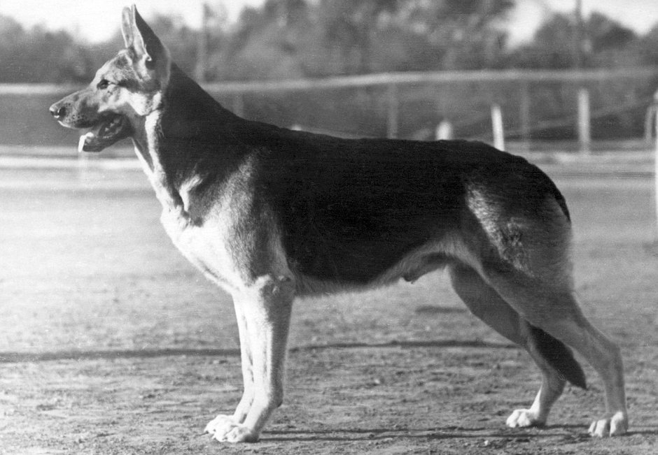 Восточно-европейская овчарка