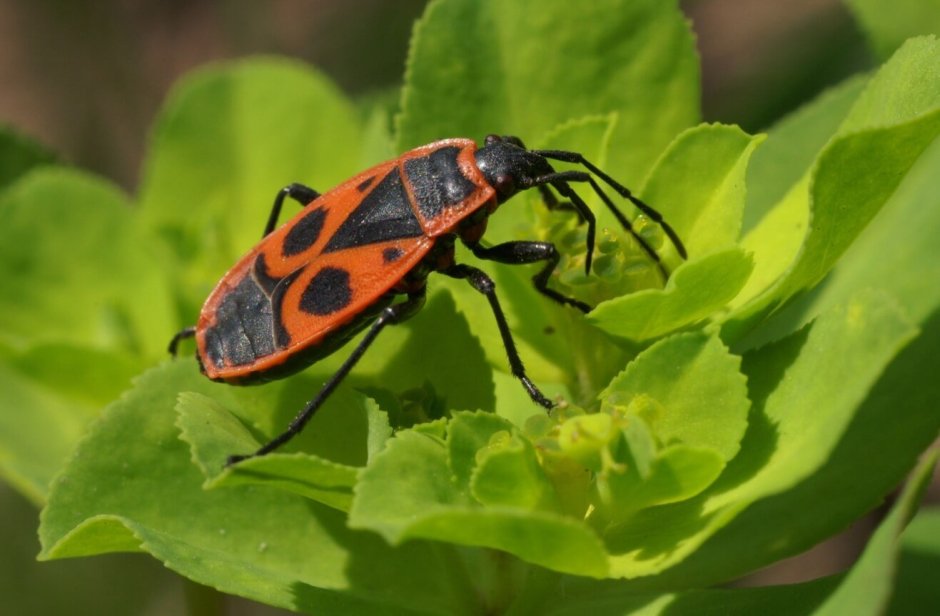 Red Bug