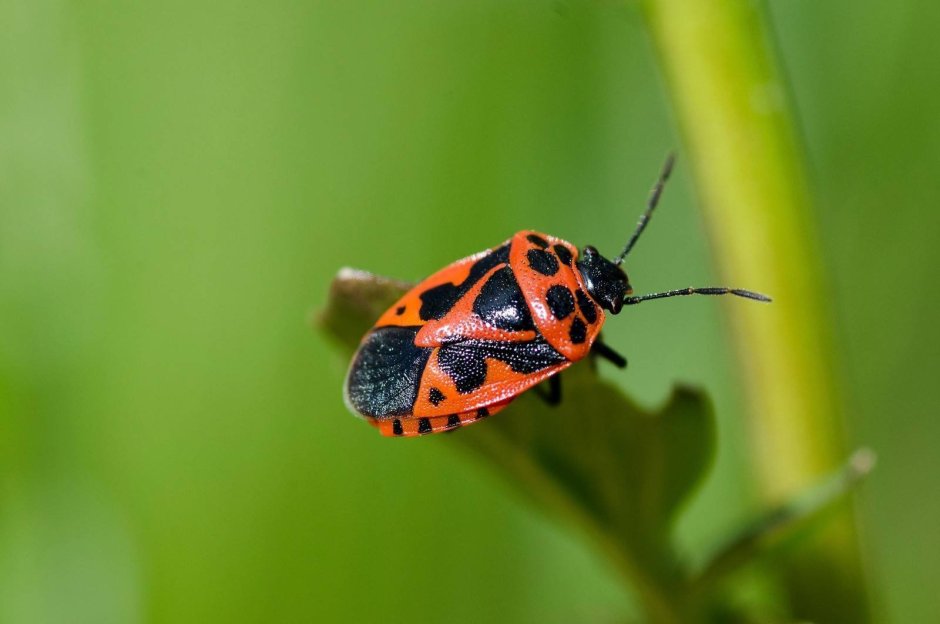 Клоп-солдатик – Pyrrhocoris apterus