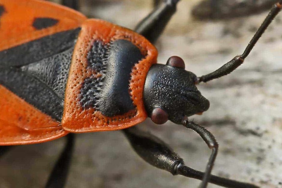 Клоп-солдатик Pyrrhocoris
