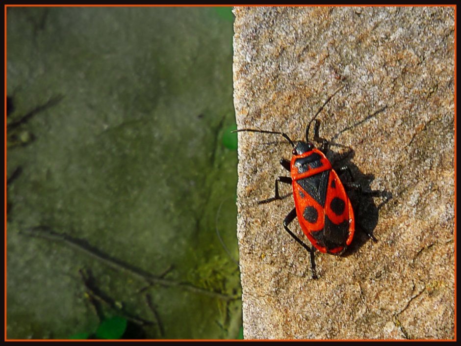 Клоп-солдатик Pyrrhocoris
