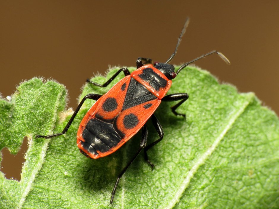 Клоп-солдатик Pyrrhocoris
