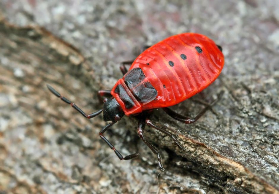 Pyrrhocoris apterus Linnaeus, 1758