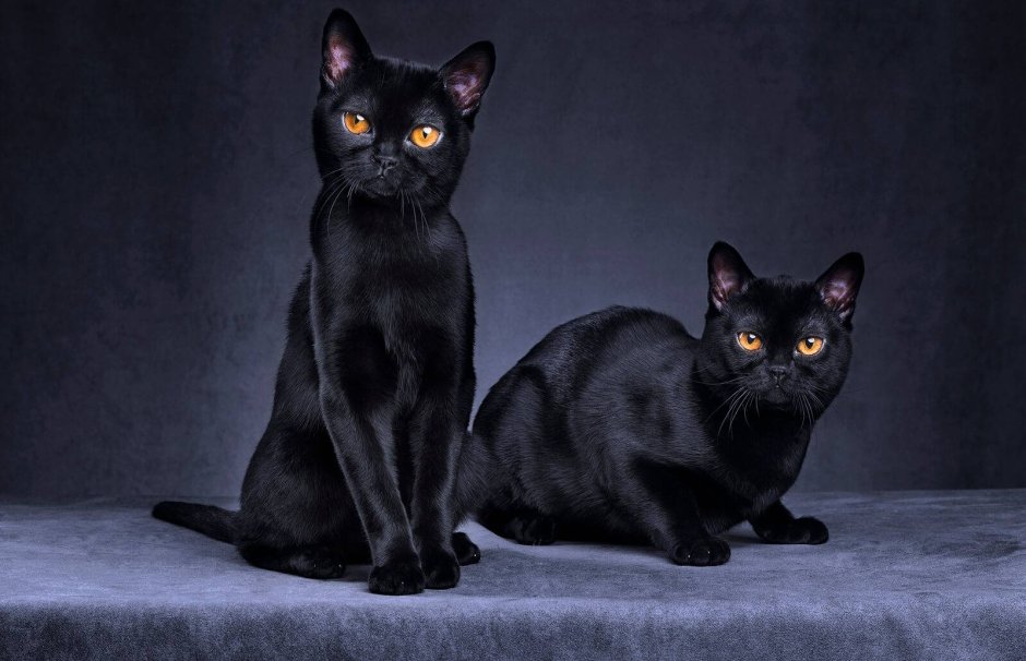 Бомбейская кошка