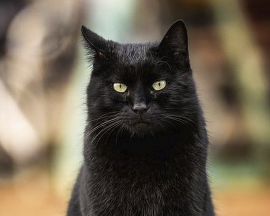 Бомбейская черная кошка