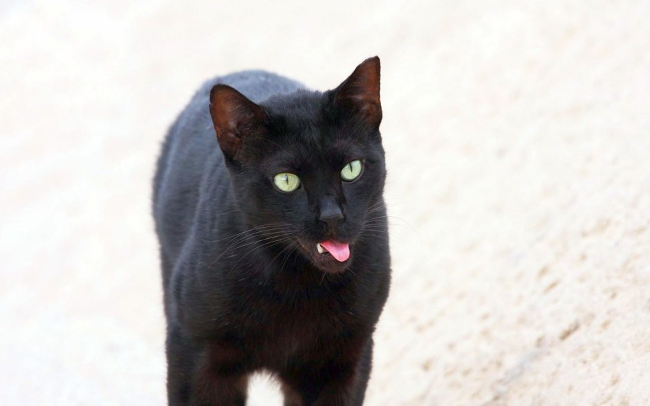 Бомбейская кошка