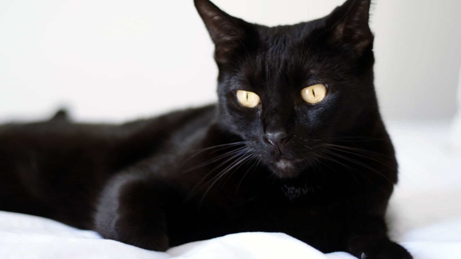 Бомбейская черная кошка Сибирская черная кошка