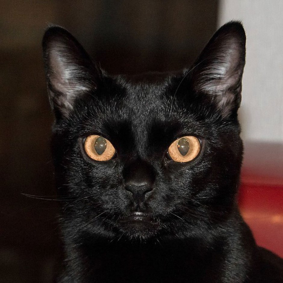 Бомбейская кошка