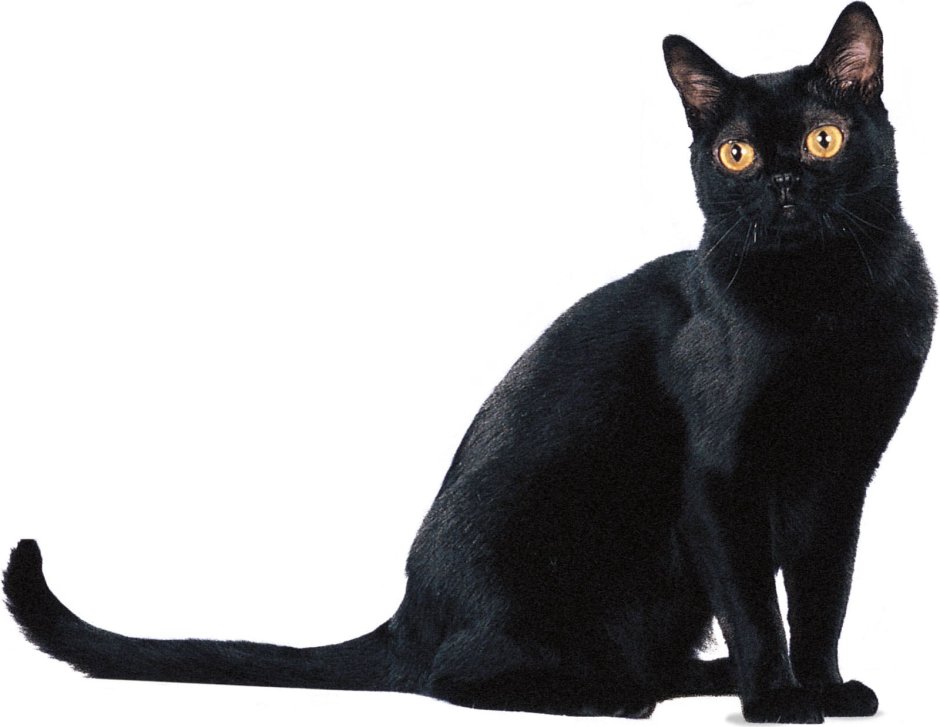 Бомбейская кошка