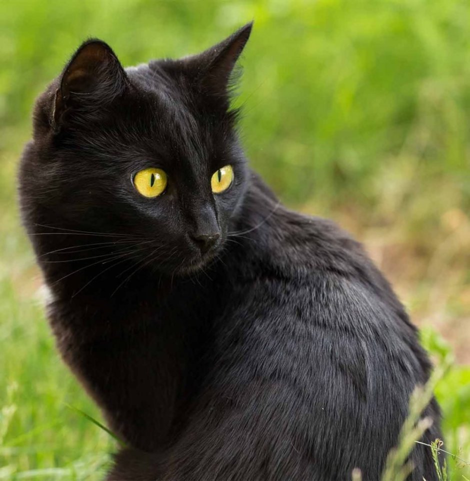 Cat wide width