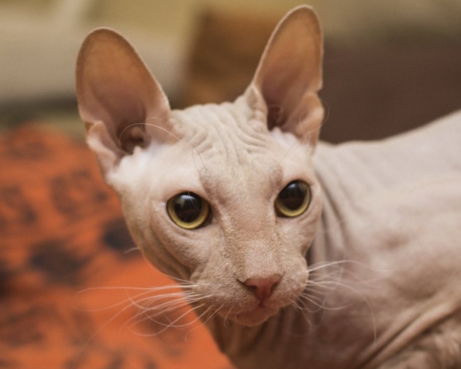 Кошка Донской сфинкс браш