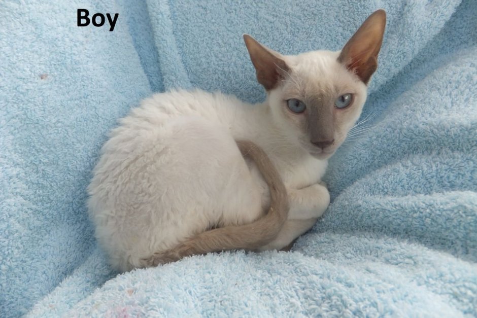 Котенок колор Пойнт Корниш рекс