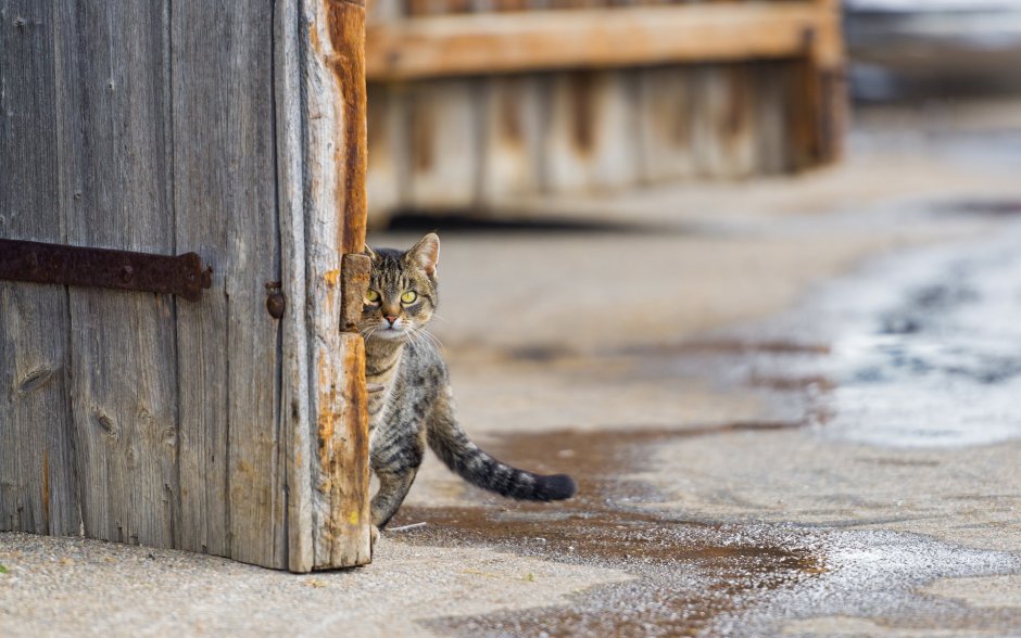 Уличные коты