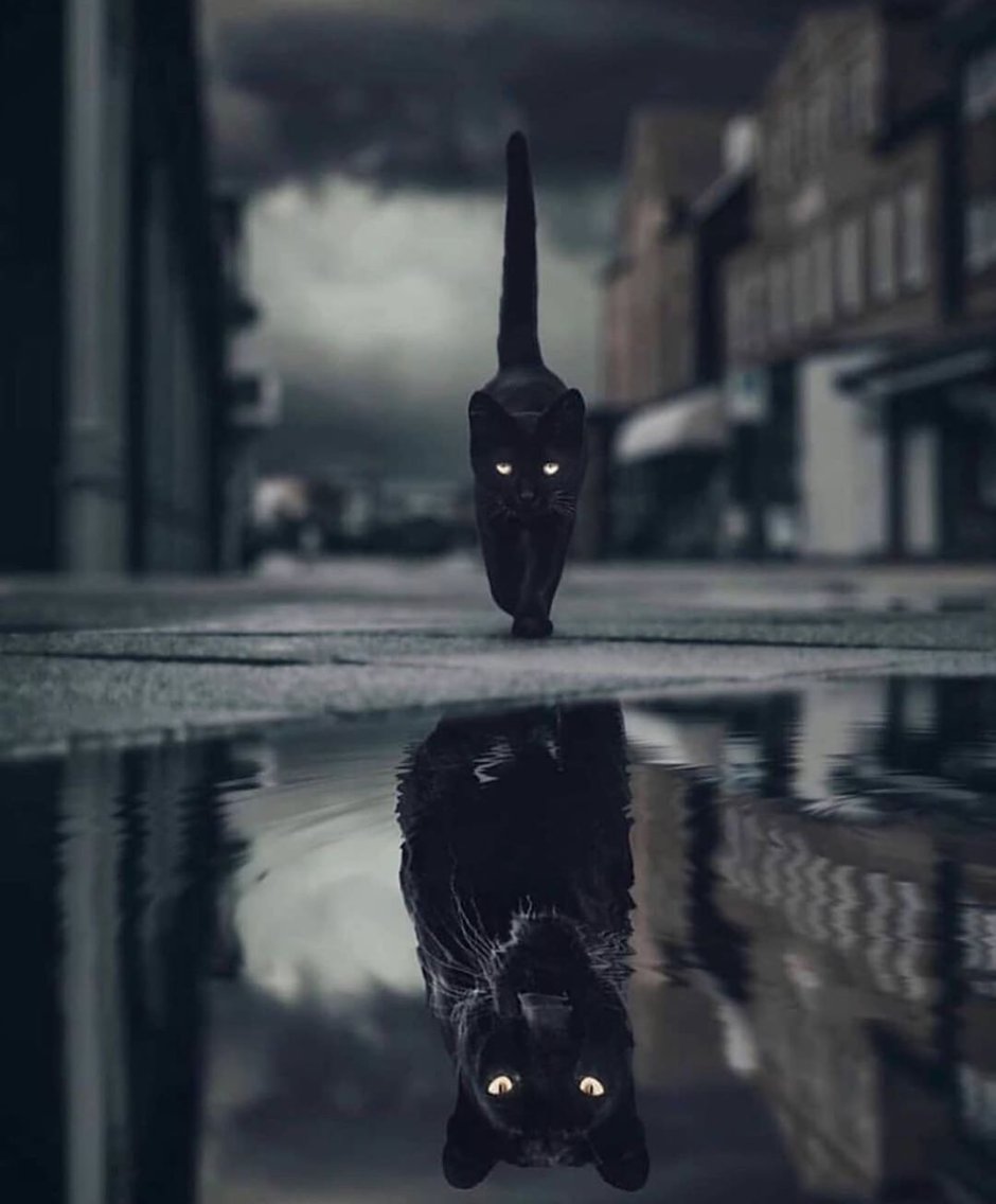 Кошка отражение