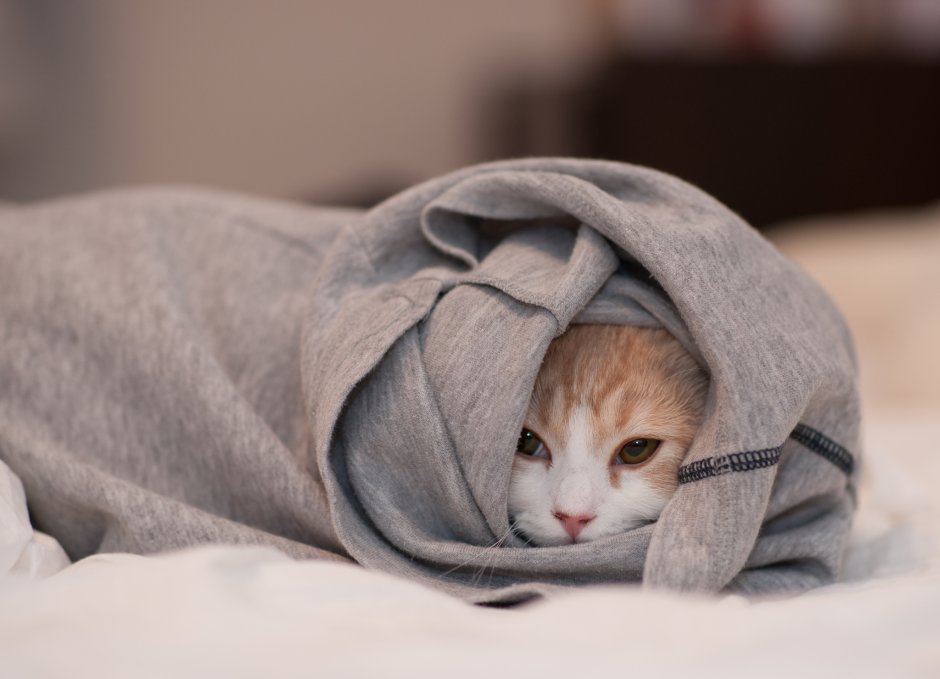 Кошечка под одеялом