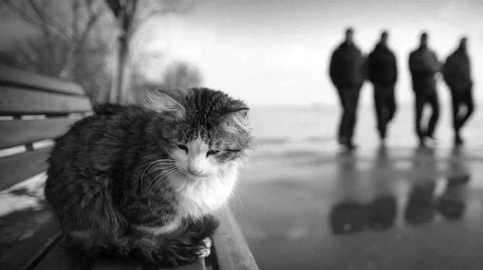 Кот одиночка