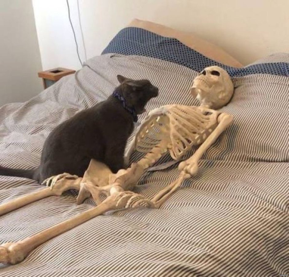 Скелет кота