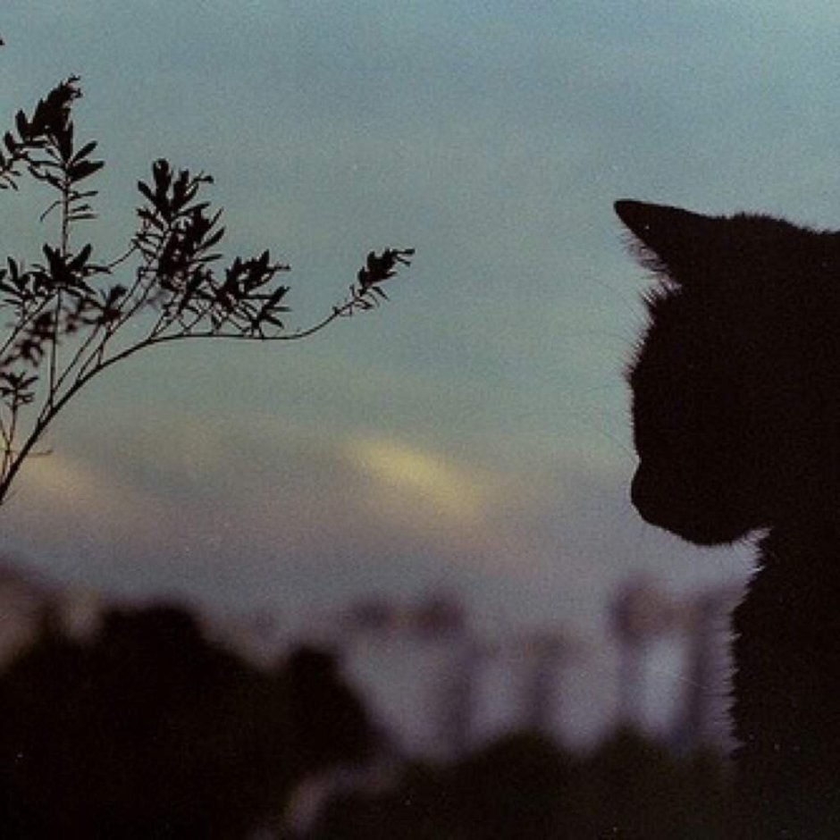 Одинокая кошка
