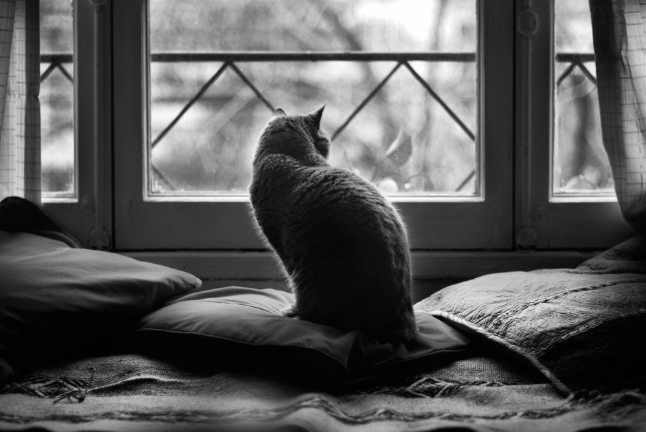 Кот на подоконнике