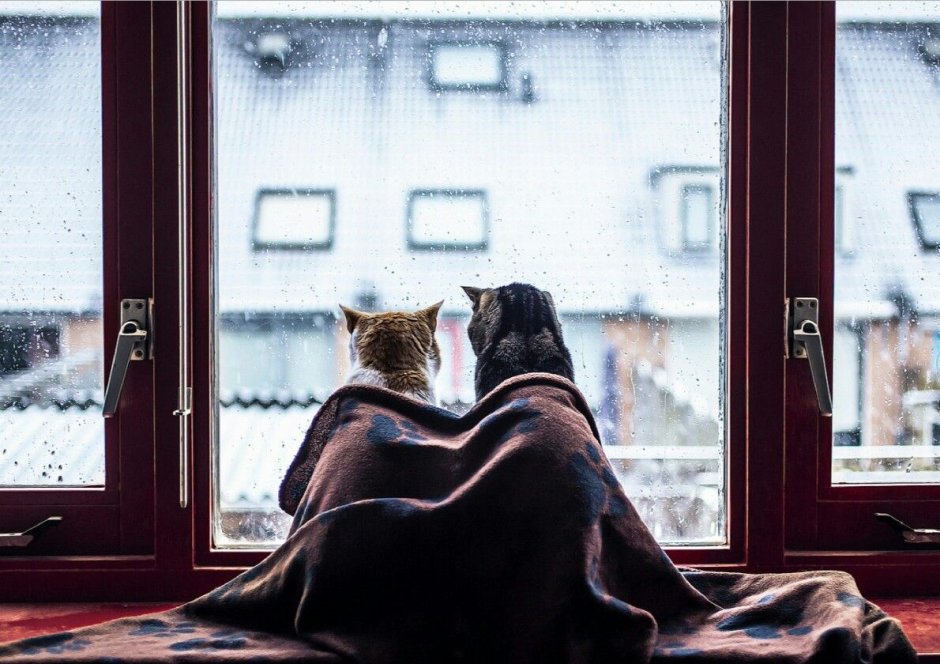 Кот на окне
