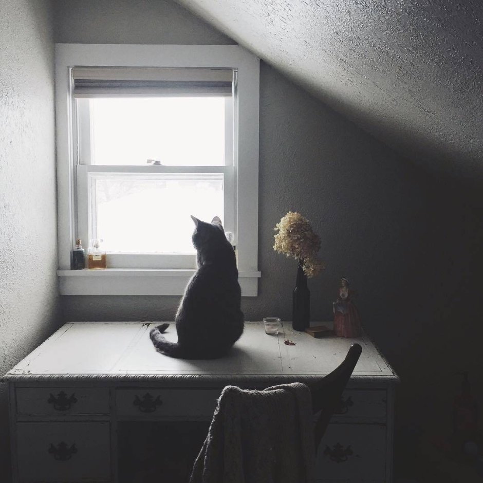 Кошка на окне