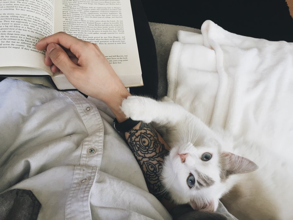 Котик лежит на руках