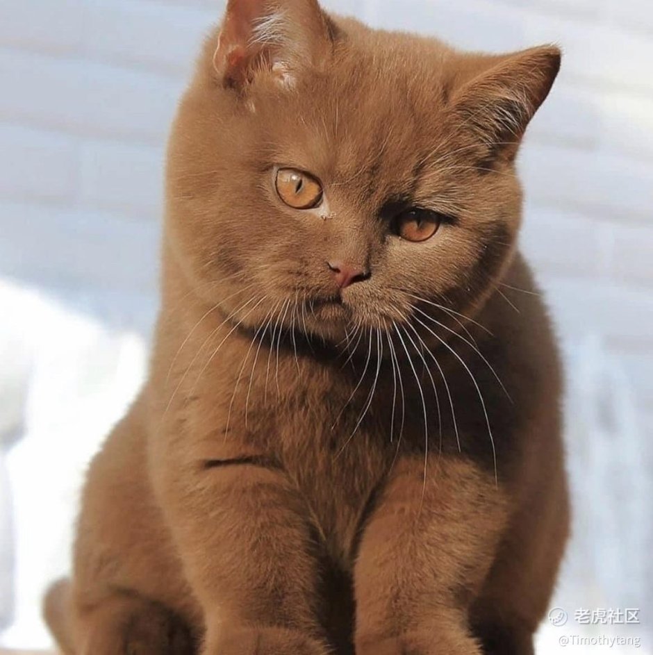 Бурманская кошка