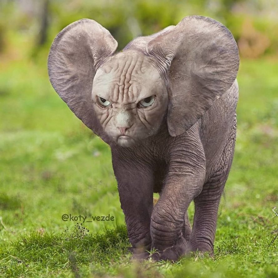 Смесь животных