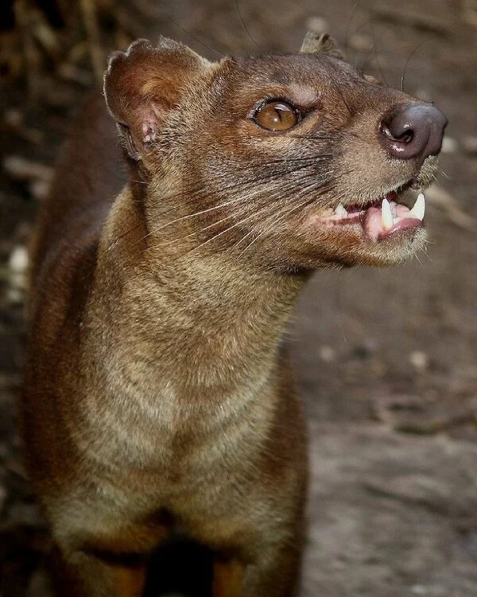 Остров Мадагаскар Фосса