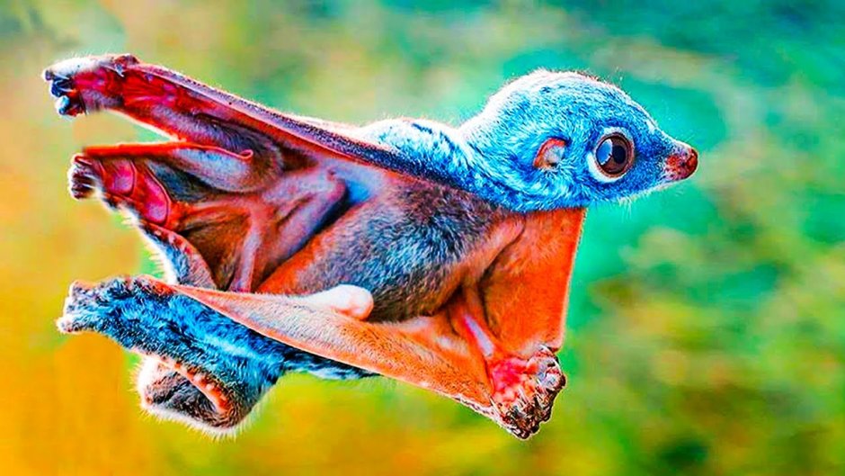 Шерстокрыл кагуан