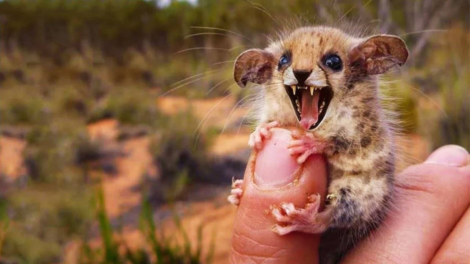 Редкие и необычные животные