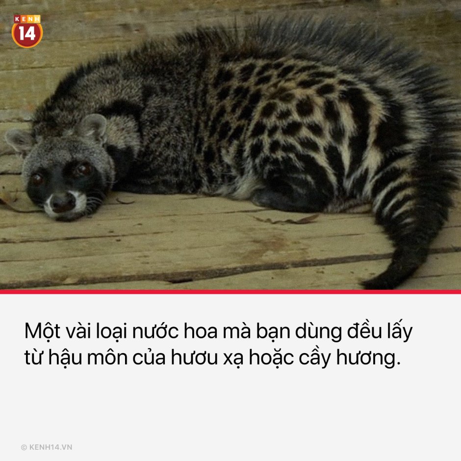 Африканская Циветта интересные факты