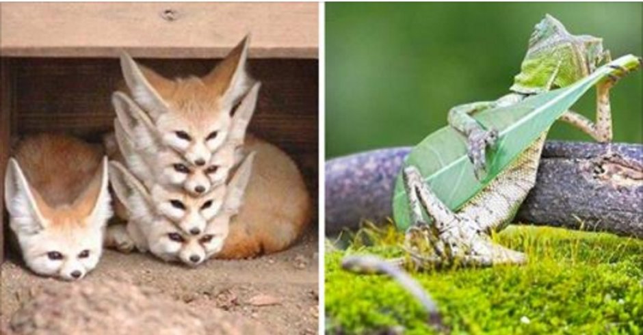 Смешные необычные животные