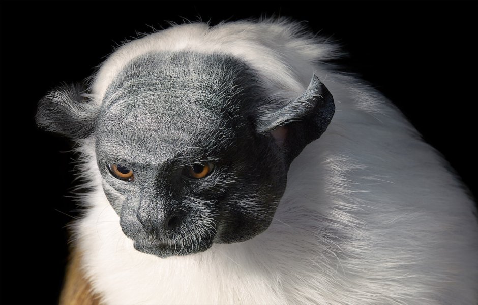 Пегий Тамарин вымирание