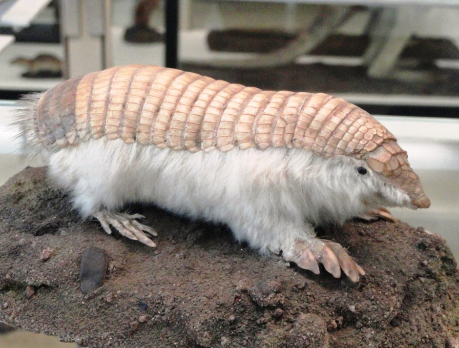 Плащеносный броненосец розовая Фея