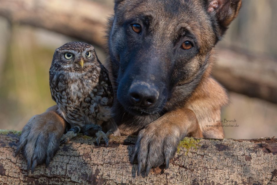 Овчарка Инго и Сова Польди