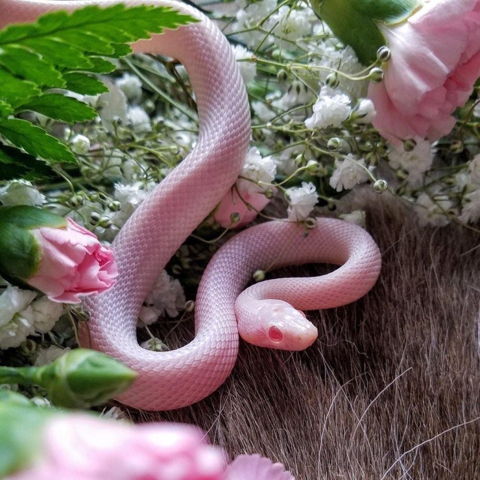 Милая змея