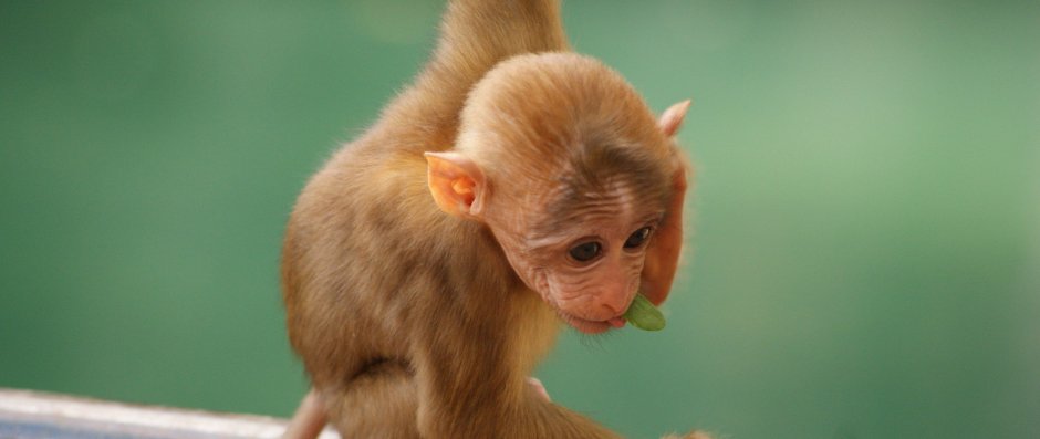 Обезьяна флексит