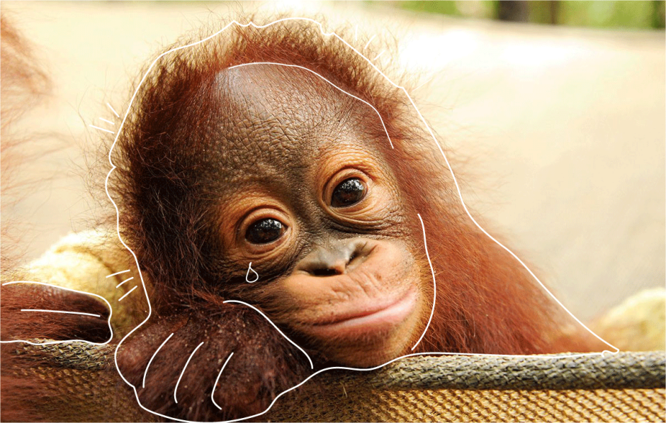 Маленький орангутан