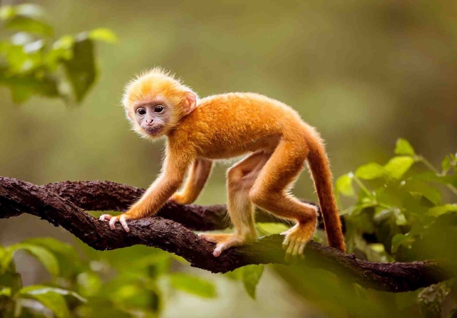 Желтая обезьяна