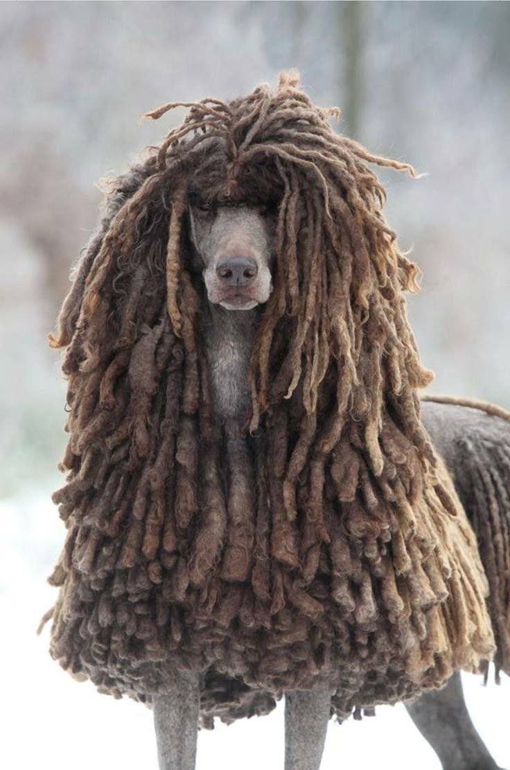 Королевский шнуровой пудель