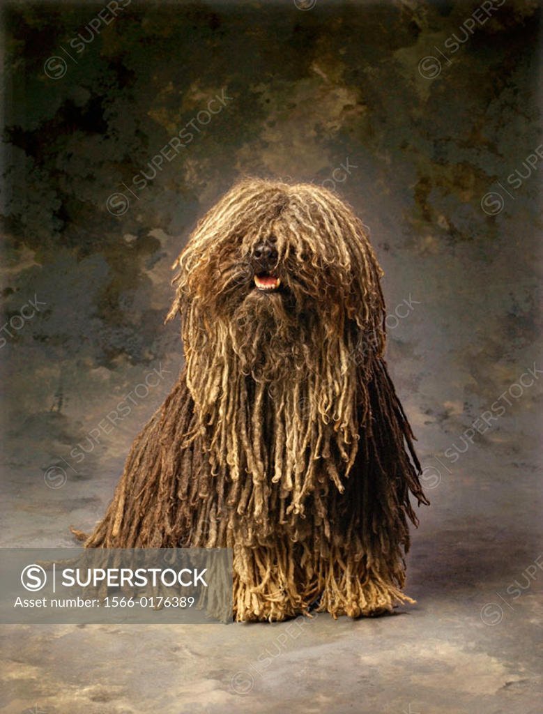 Большая рыжая собака с дредами