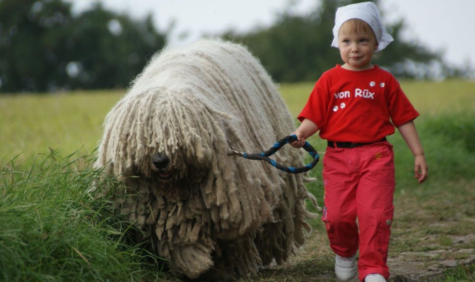 Комондор или венгерская овчарка