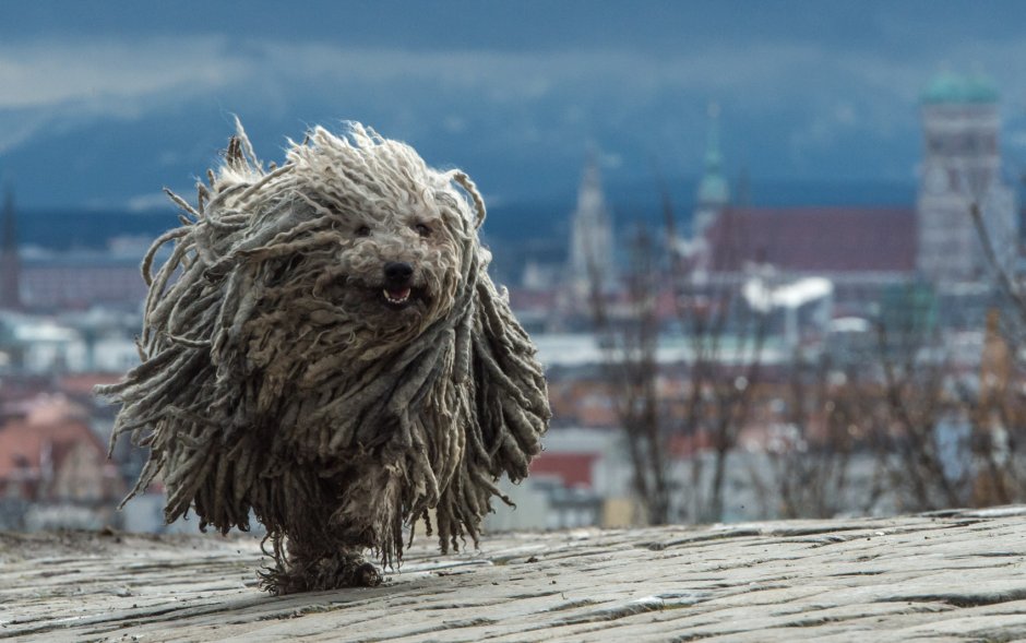 Венгерская овчарка дреды