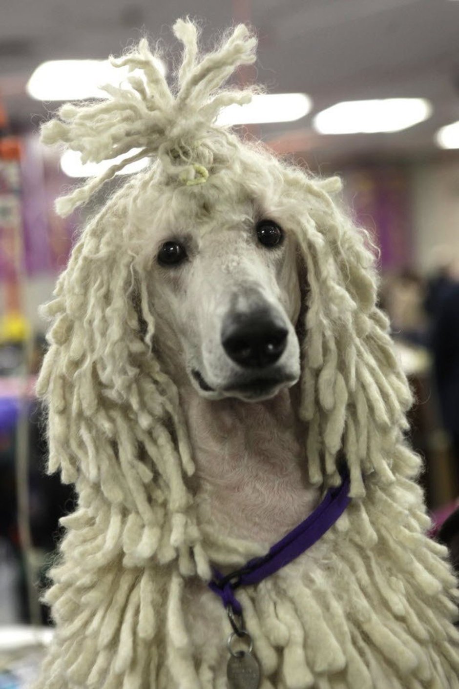 Командор собака дреды