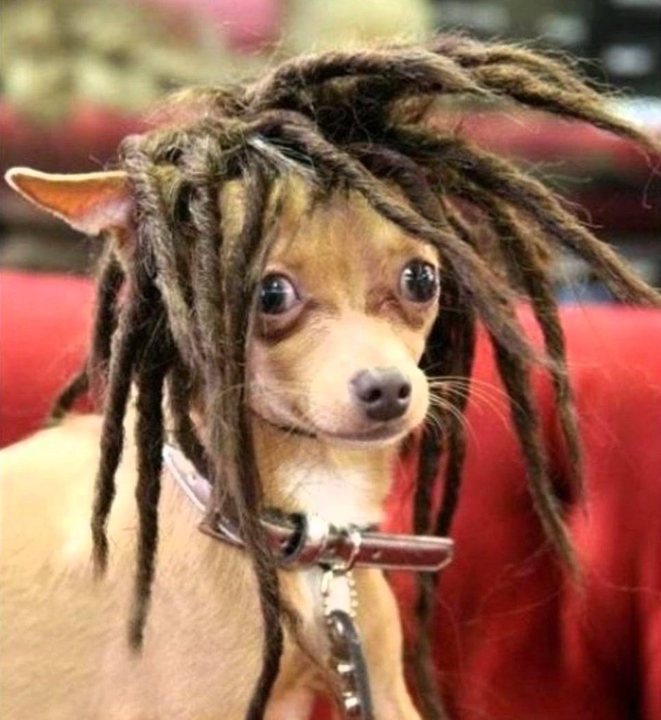 Собака дреды порода